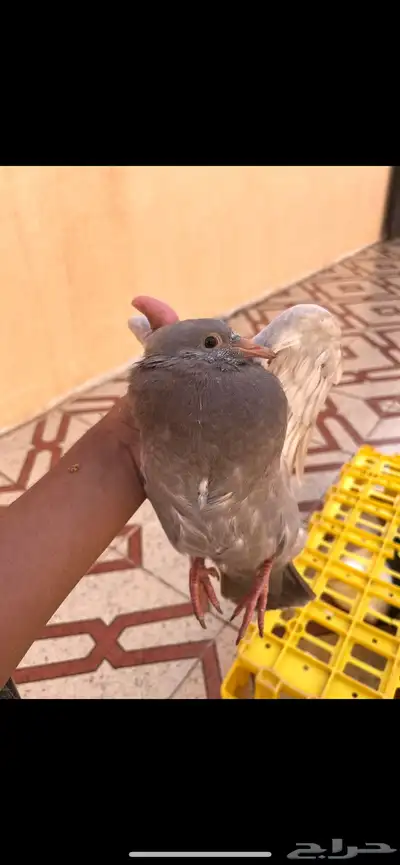 للبيع زغاليل 2