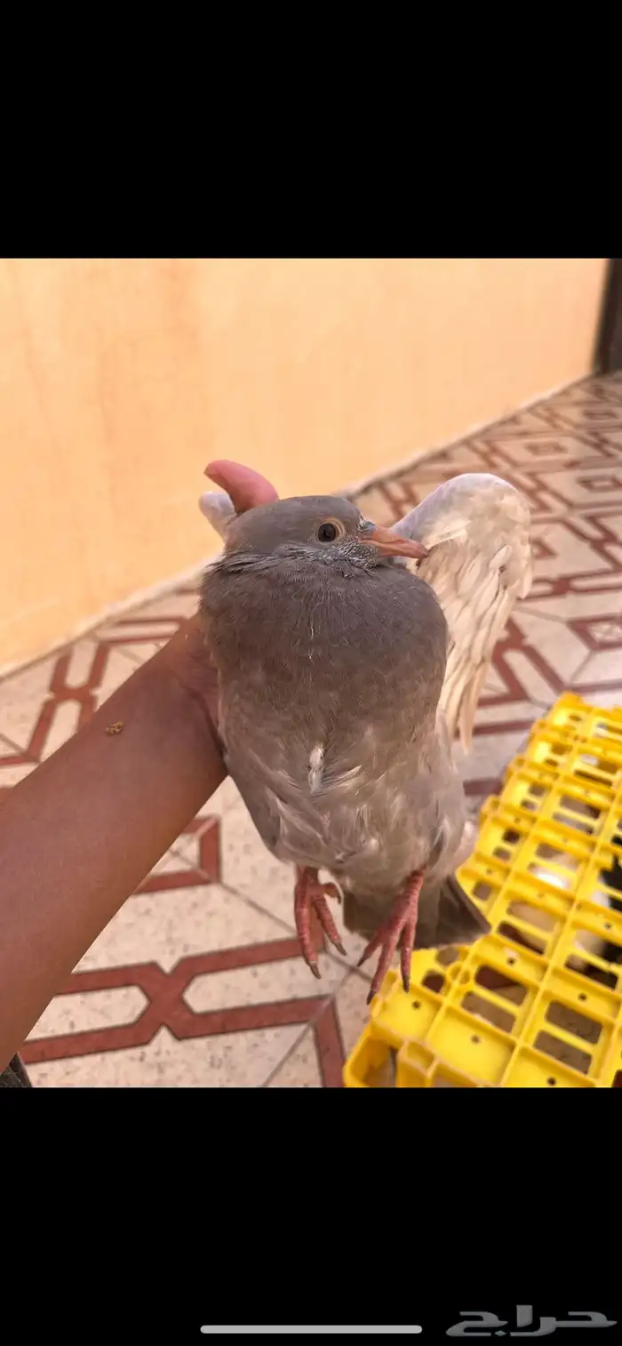 للبيع زغاليل 2