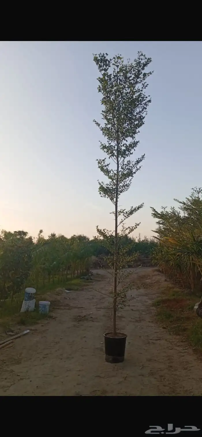 مشاتل التكامل الخضراء الزراعية 0
