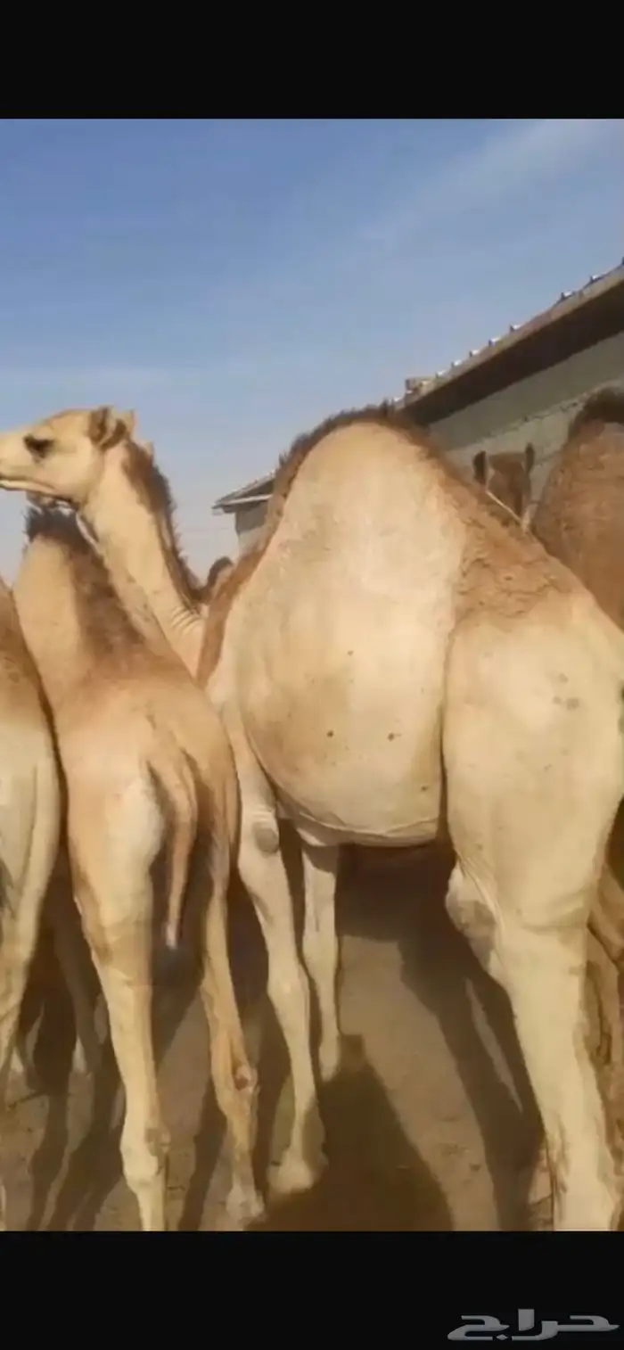 قعدان مفاريدد فل شحم 1