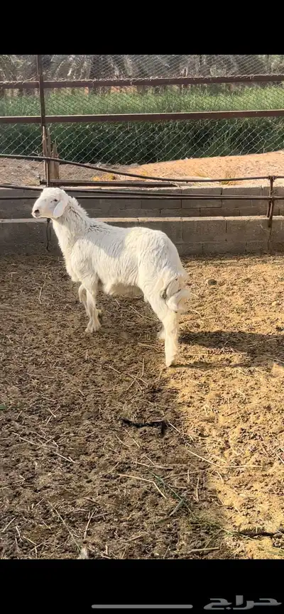طلي حري ضحية ( تم البيع ) 2