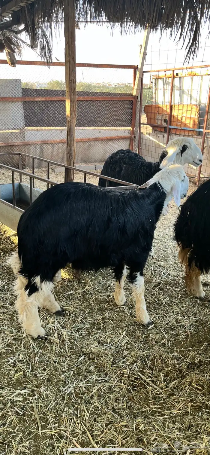 ضحايا نجد خروف ورخله 3