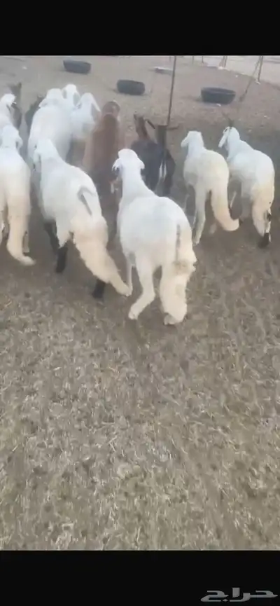 ضحايا للحجز نعيم و سواكن 3