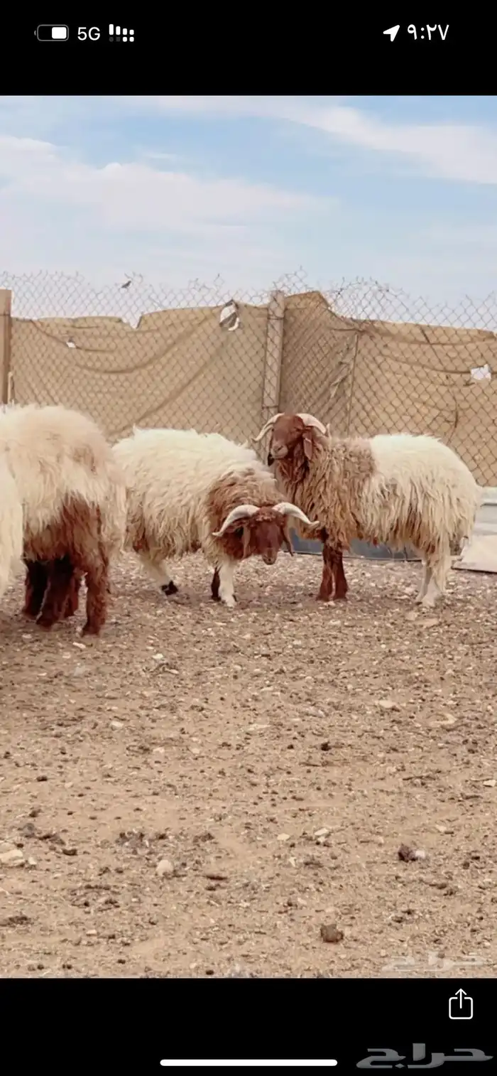 خرفان طيبه 3