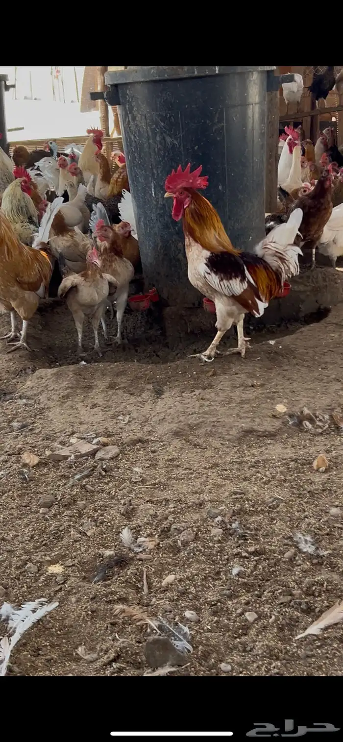مشروع دجاج بلدي للبيع 2