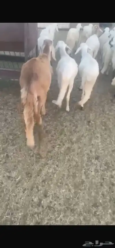 ضحايا للحجز نعيم و سواكن 6