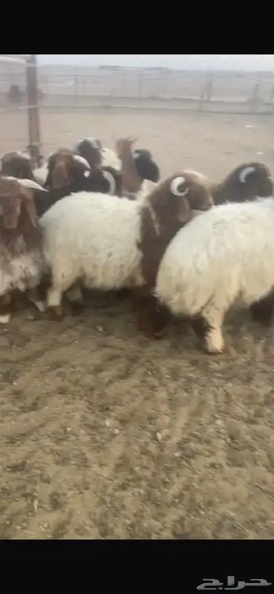 ضحايا للحجز نعيم و سواكن 1