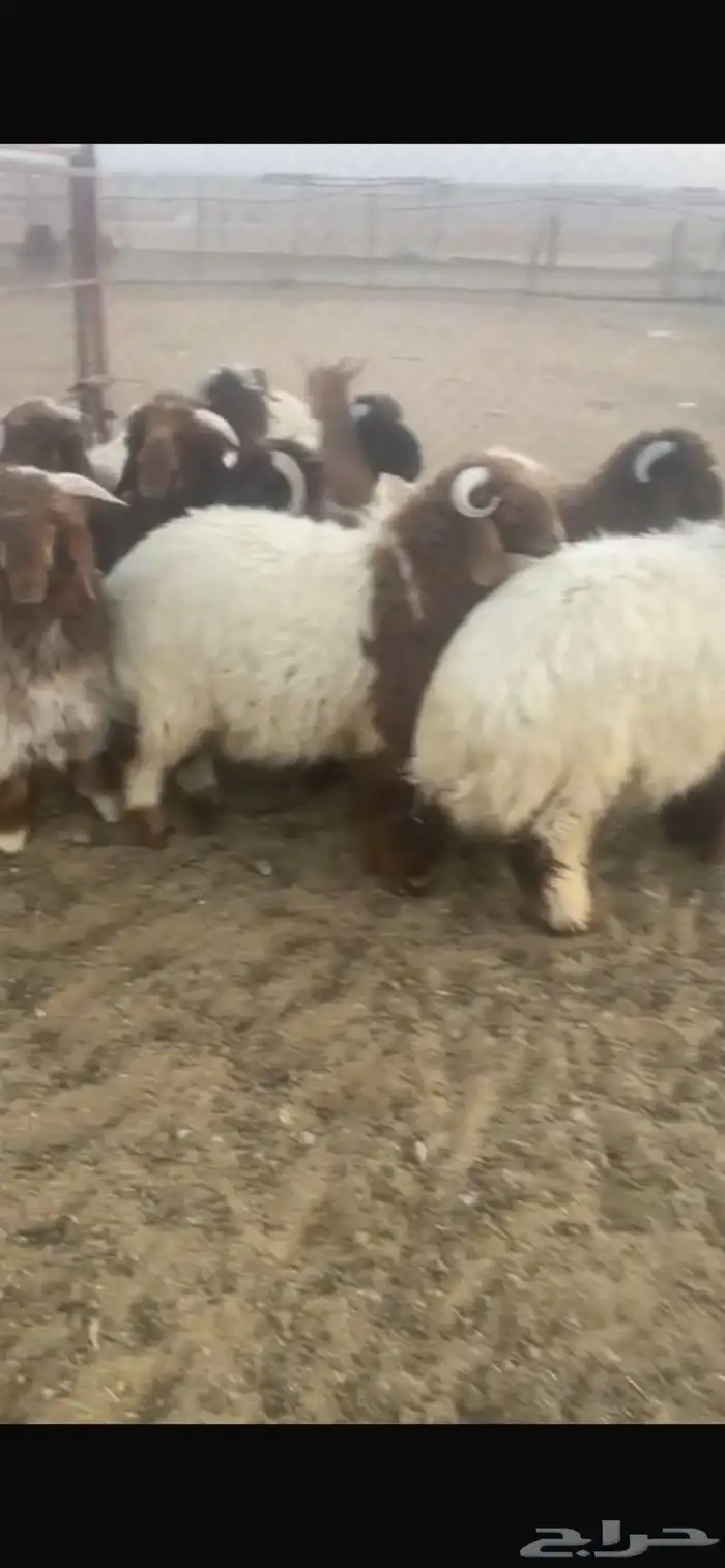 ضحايا للحجز نعيم و سواكن 1