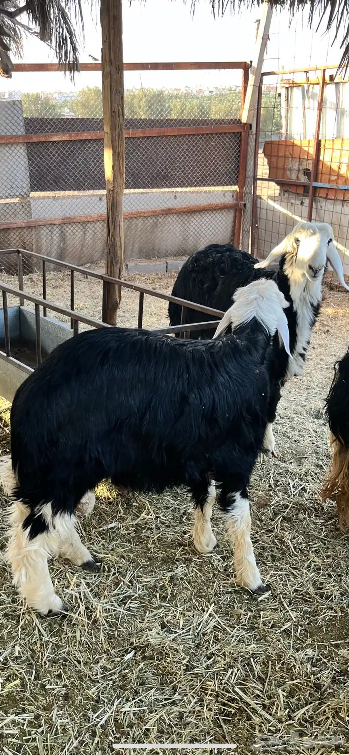 ضحايا نجد خروف ورخله 2