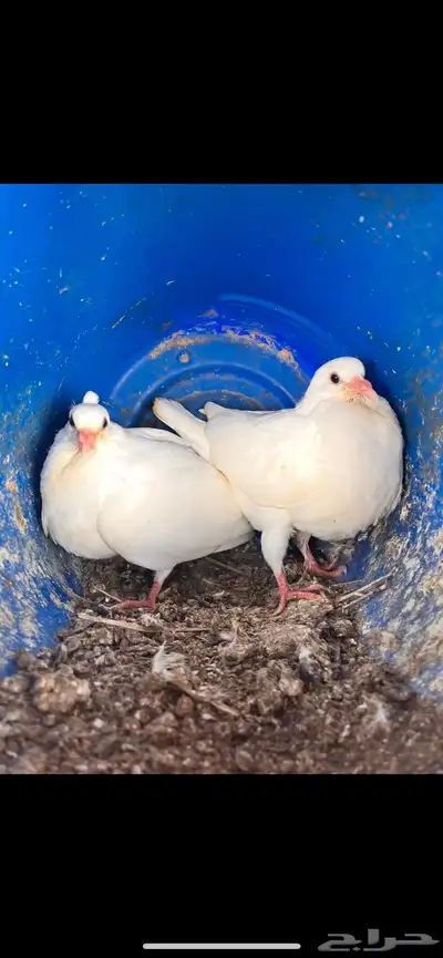 للبيع زغاليل 0