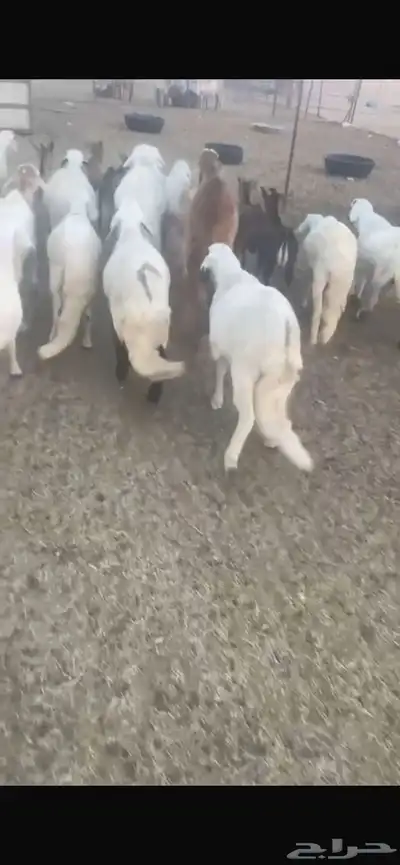 ضحايا للحجز نعيم و سواكن 4