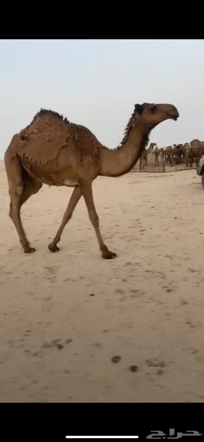بكره صفرا 0