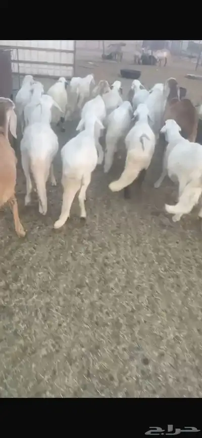 ضحايا للحجز نعيم و سواكن 5