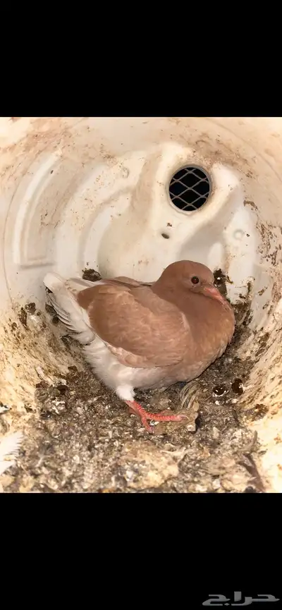 للبيع زغاليل 5