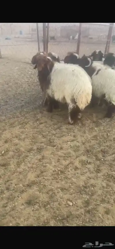 ضحايا للحجز نعيم و سواكن 7