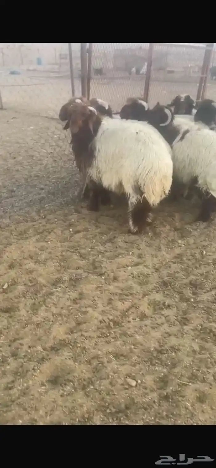 ضحايا للحجز نعيم و سواكن 7
