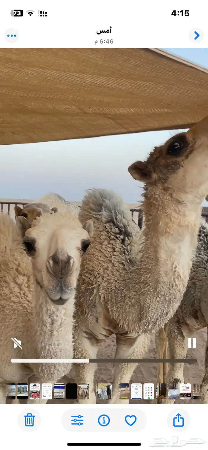 الدوادمي 2