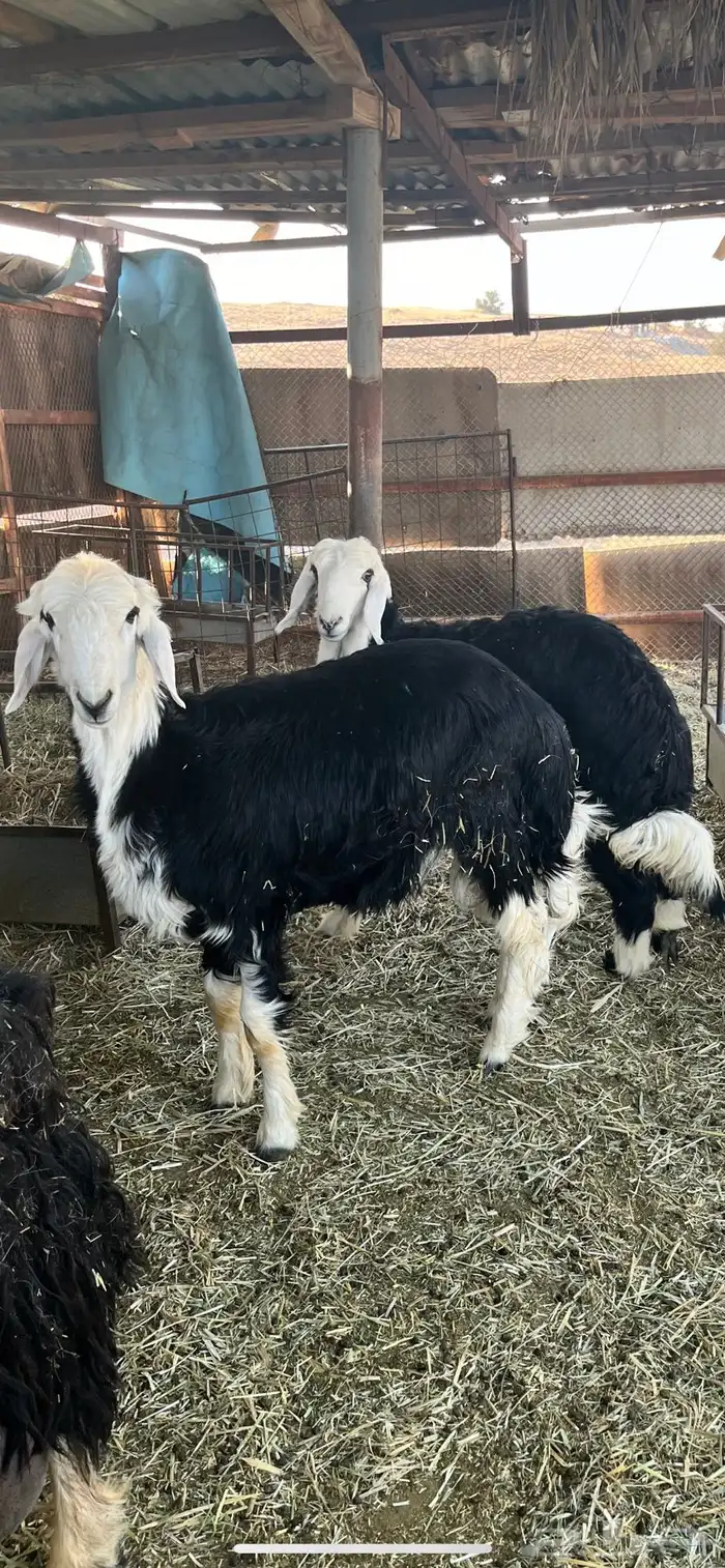 ضحايا نجد خروف ورخله 0