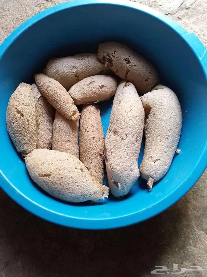 عسل بري حر لايتدخل فيه الانسان 40 كيلو 2