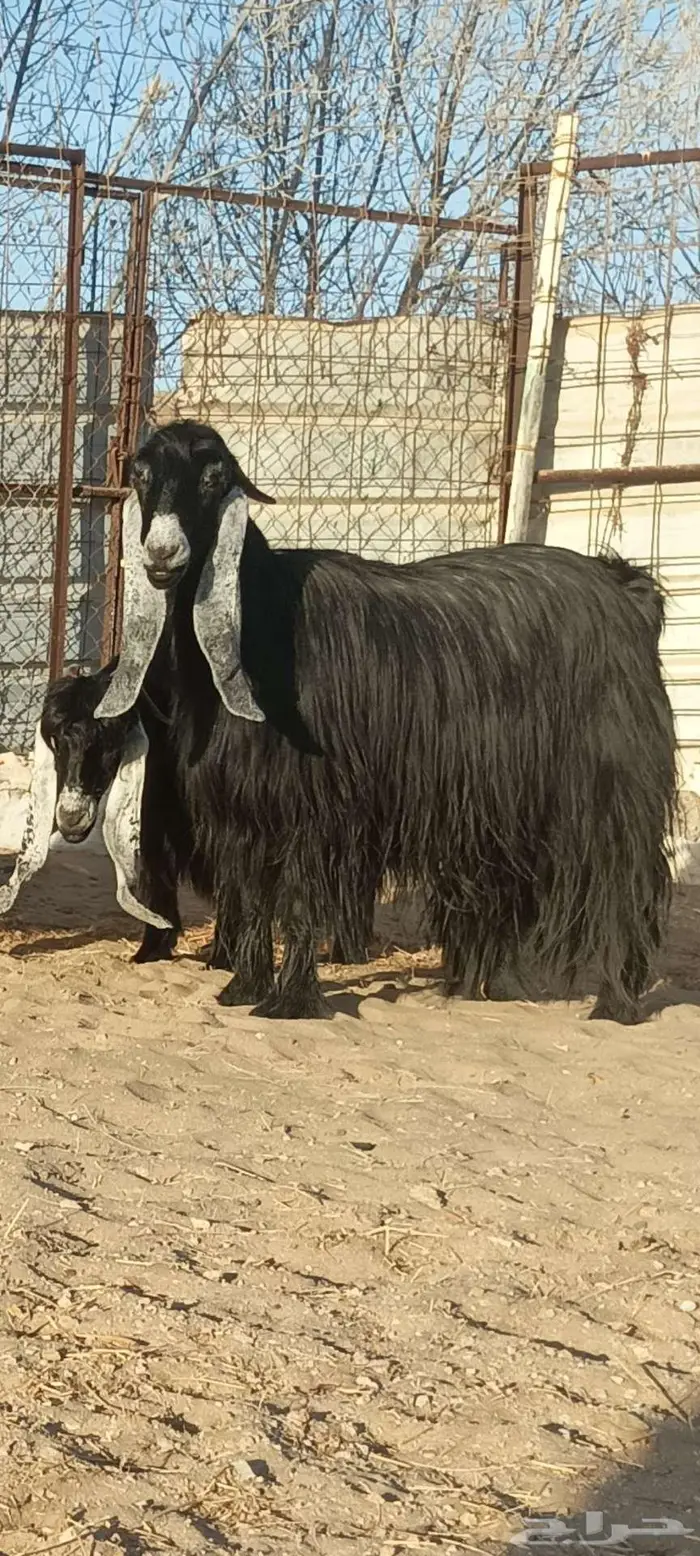 تم البيع ولله يبارك للجميع 0