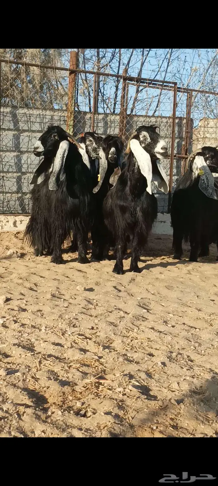 تم البيع ولله يبارك للجميع 3