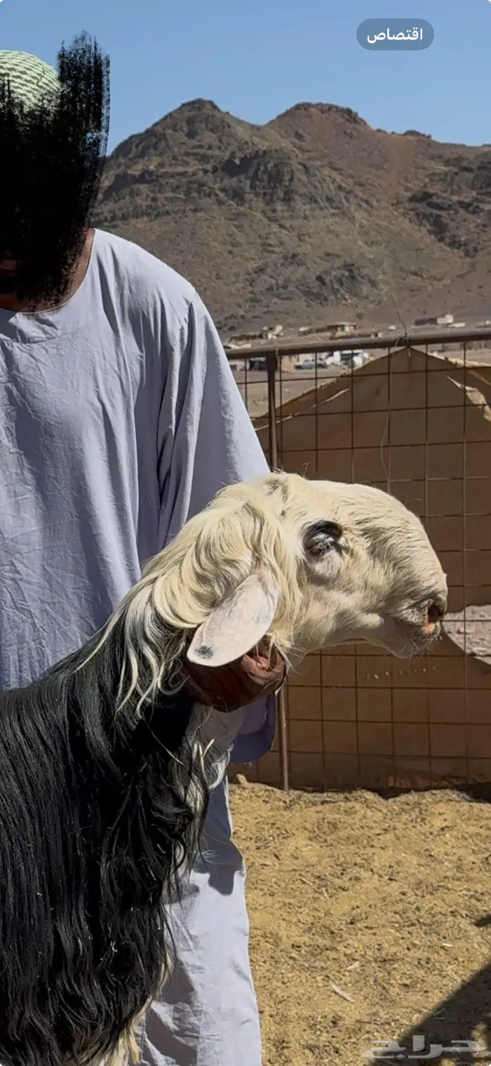 مشاريع فحول نجد فواااخر ( مباعه ) 5