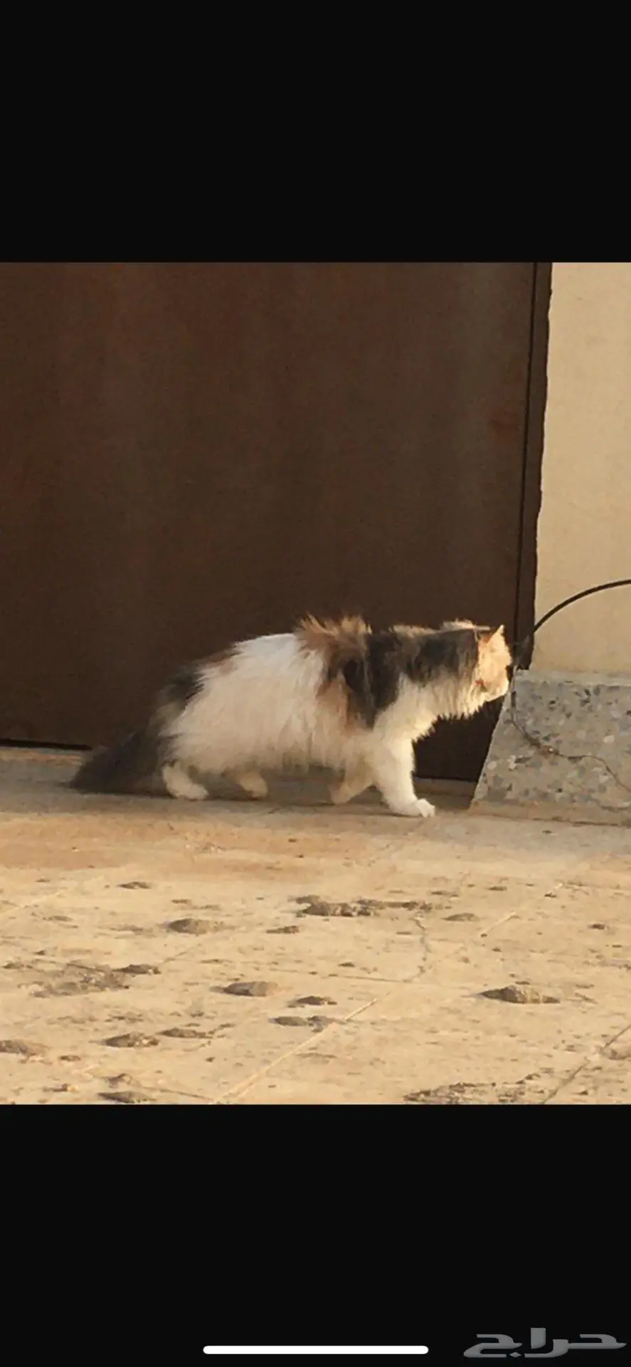 قطه ضايعه في المجمعه 0