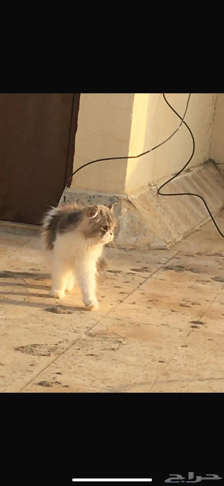قطه ضايعه في المجمعه 1
