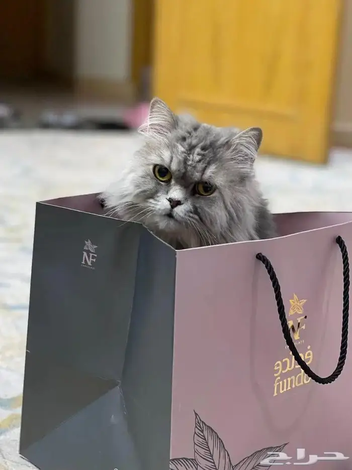 قط شيرازي للتبني 2