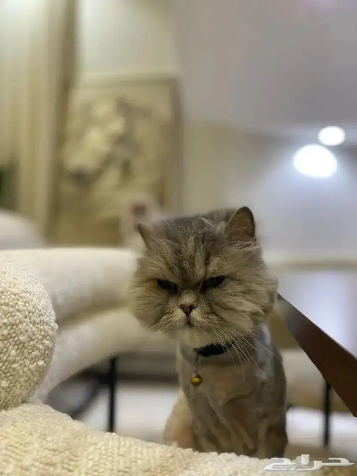 قط شيرازي للتبني 1