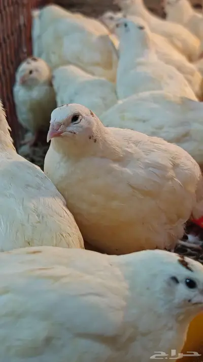 سمان تكساس اللاحم 0