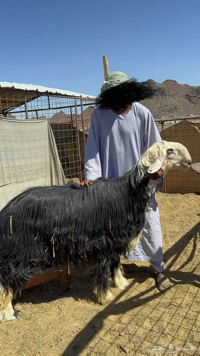 مشاريع فحول نجد فواااخر ( مباعه ) 4
