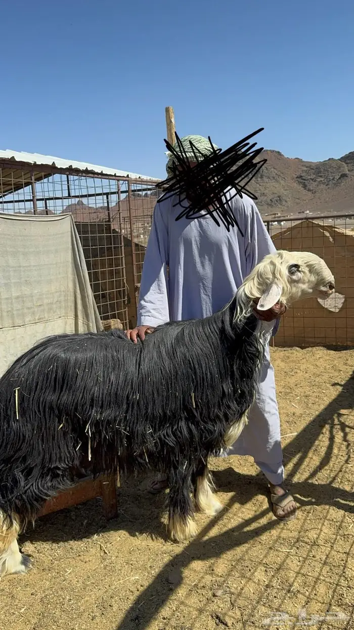 مشاريع فحول نجد فواااخر ( مباعه ) 2
