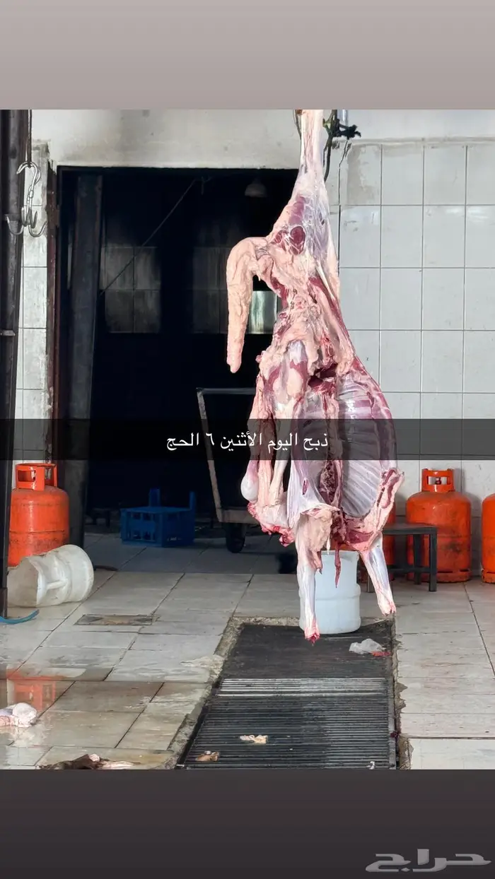 سواكن جذعان ذبيحتك لباب بيتك بسعر مميز 4