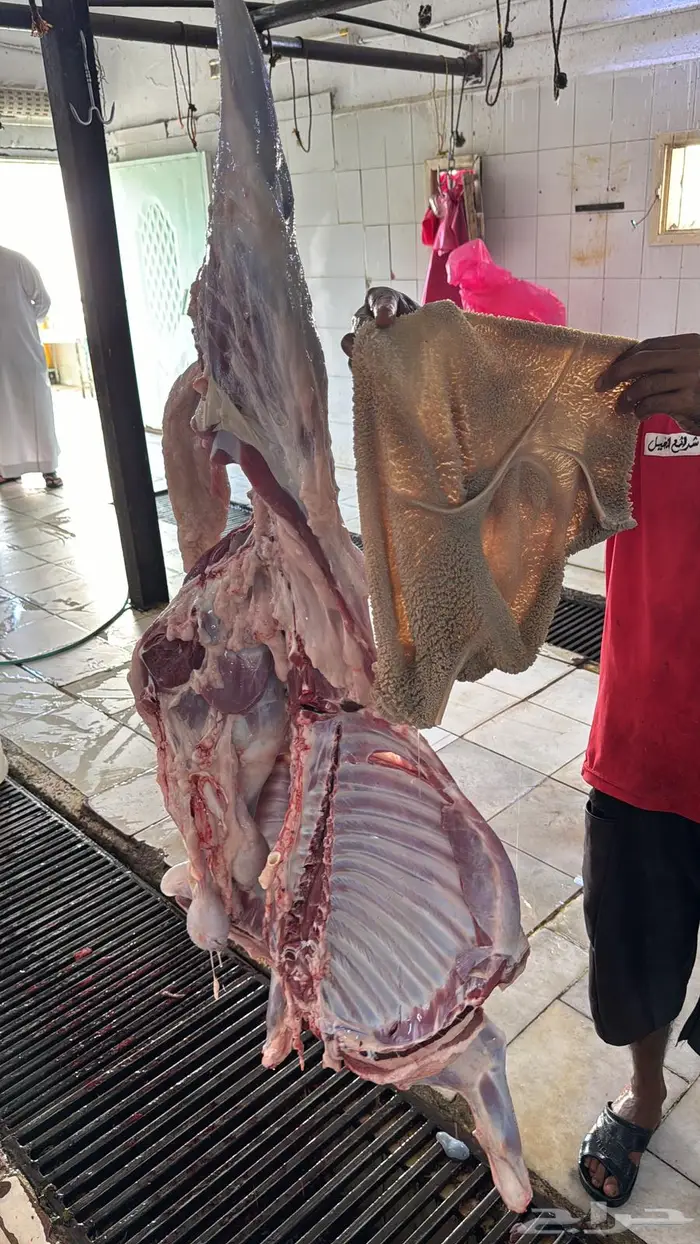 سواكن جذعان ذبيحتك لباب بيتك بسعر مميز 5