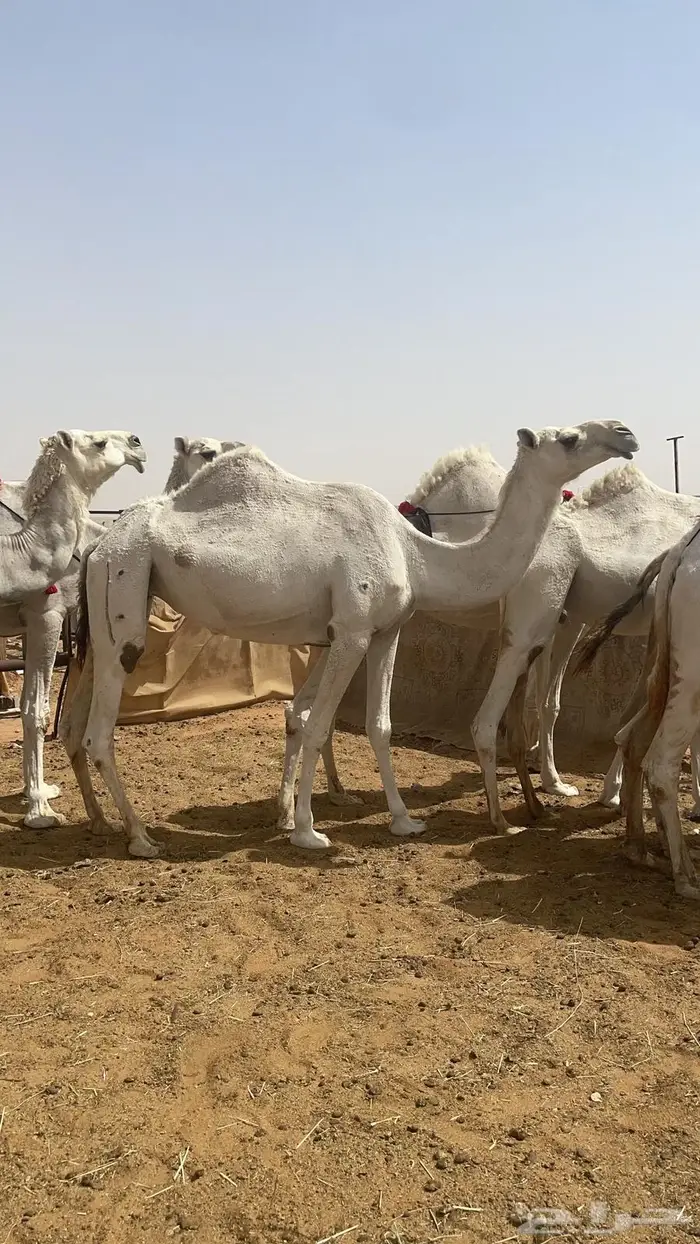 مطلوب راعي ابل للعمل بيشه 0