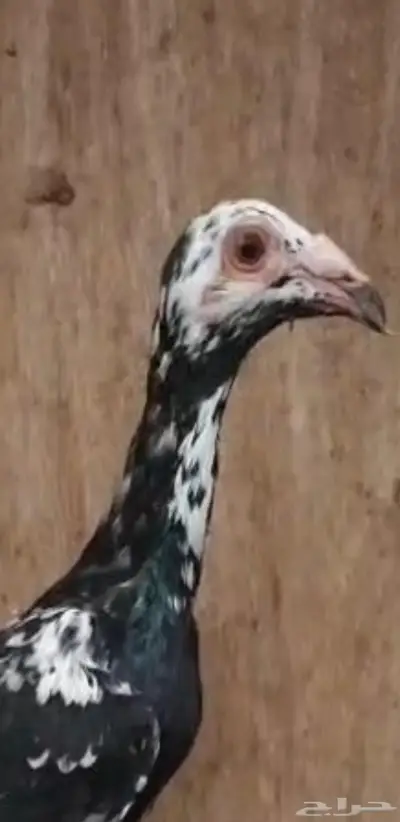 حمام شامي 0