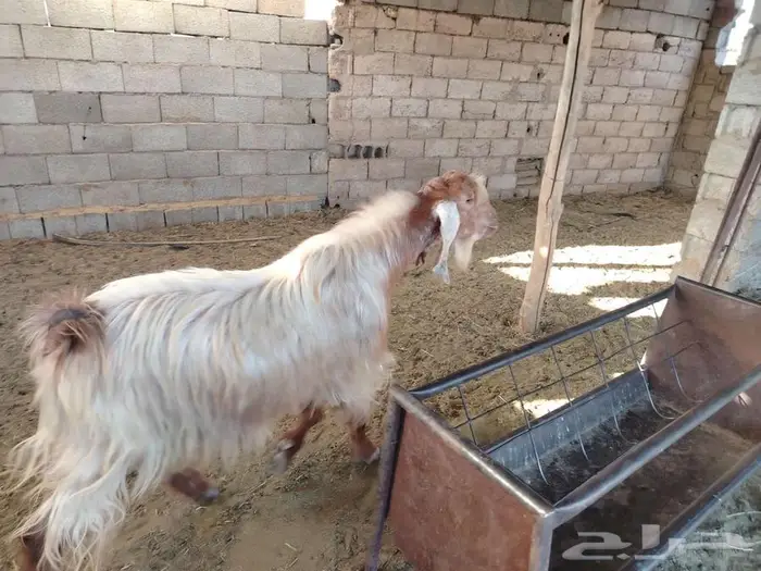 تيس سنه رباع 5