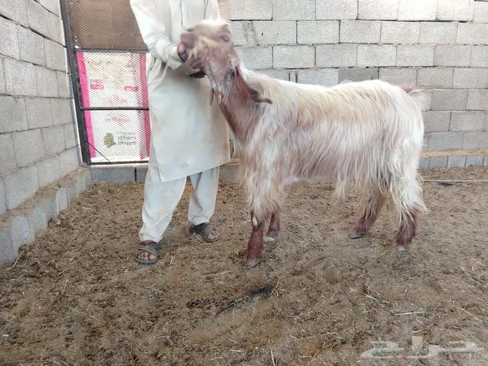 تيس سنه رباع 4