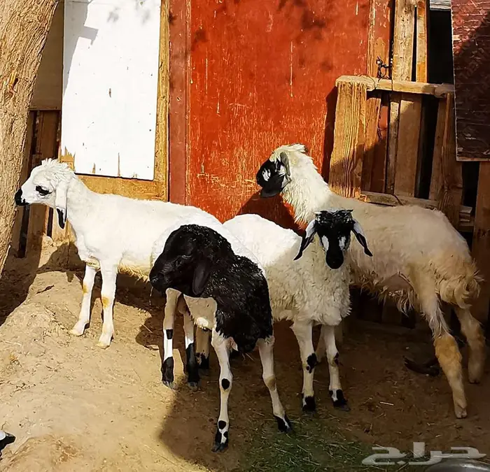 خرفان بعضها مشروكه بعربي وبعضها مشروكه بسيكلي 2