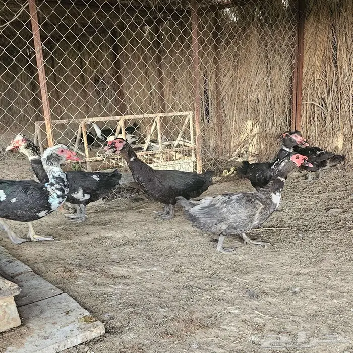 ذكور بط بح شهرمان . 1