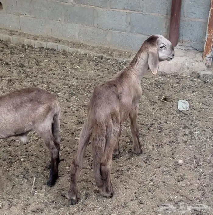 للبيع دواغير الدوادمي 1