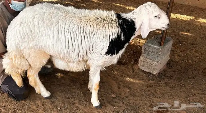 حريات ناهيه 5