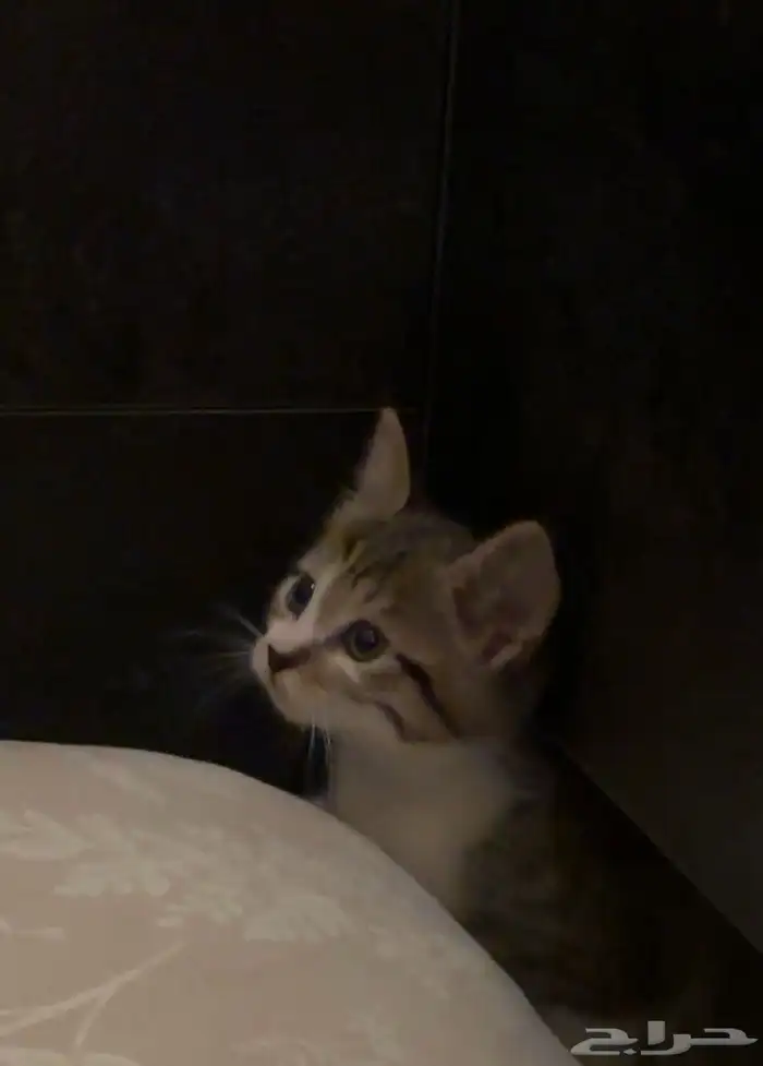 قطط للتبني في الباحه 4