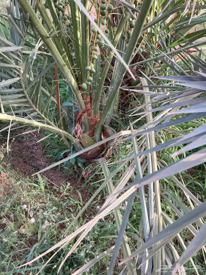 فسائل النخل صنيه نخل 5