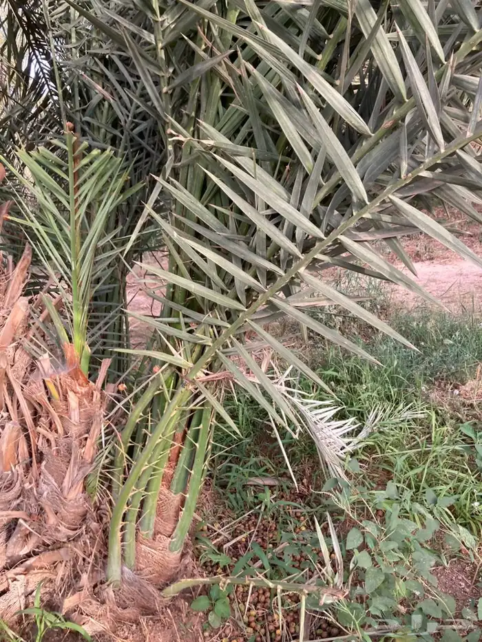 فسائل النخل صنيه نخل 1