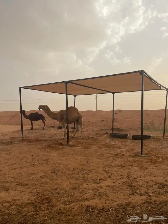 مضلات بل 5