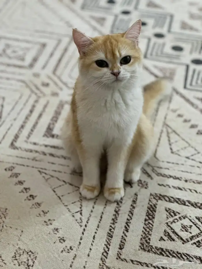 قطة بريتش تم البيع 2