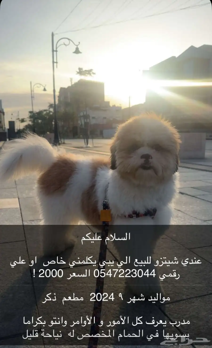 كلب شيتزو للبيع 0