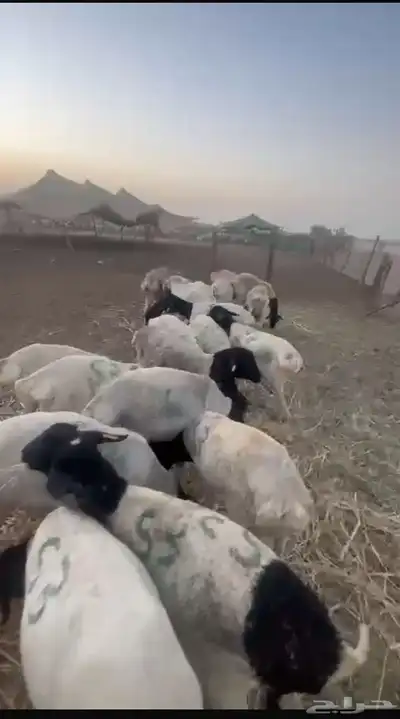 ضحيا غنم بربري صنف فل الفل 7